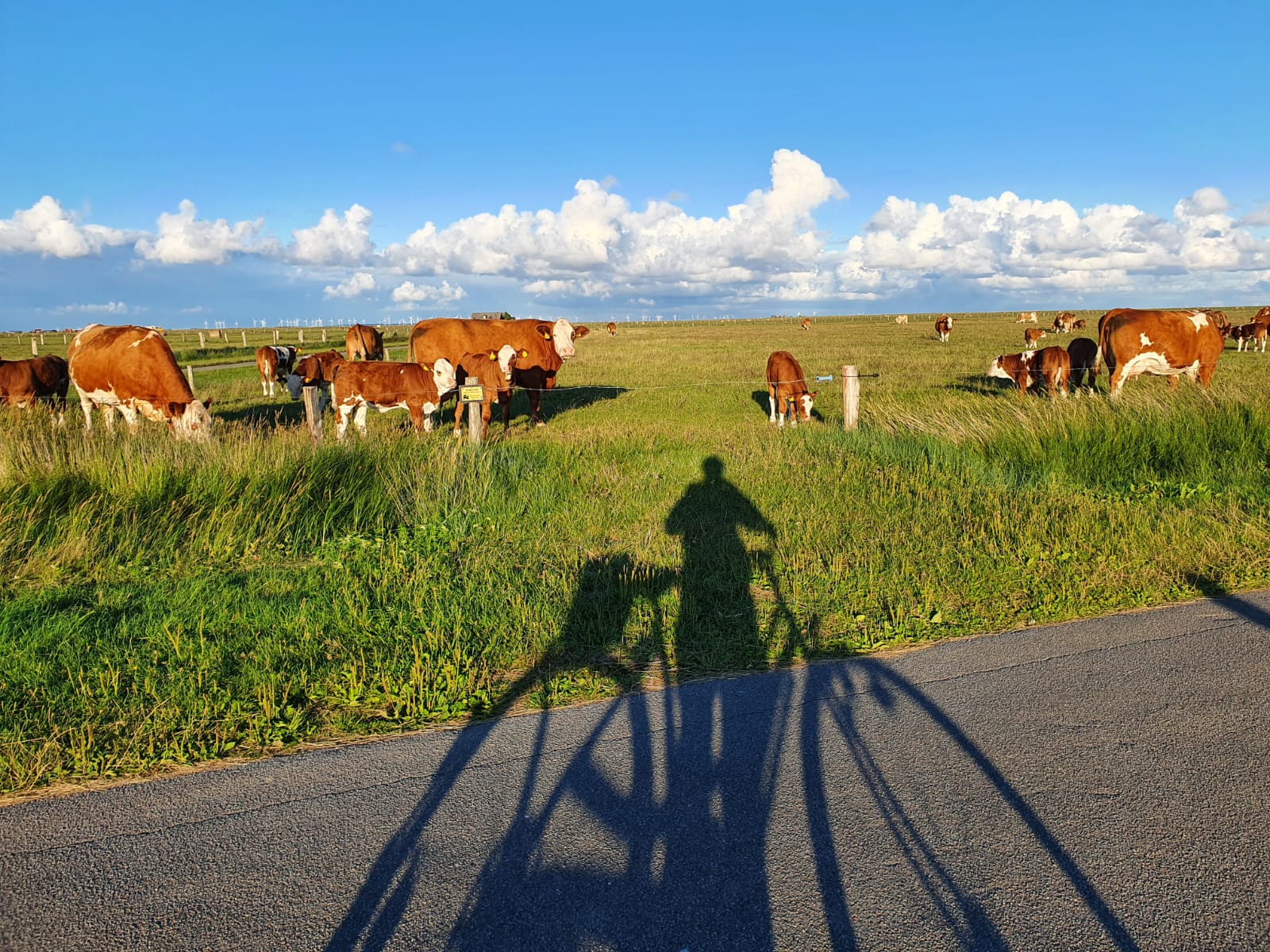 Kühe auf der Hallig Langeness