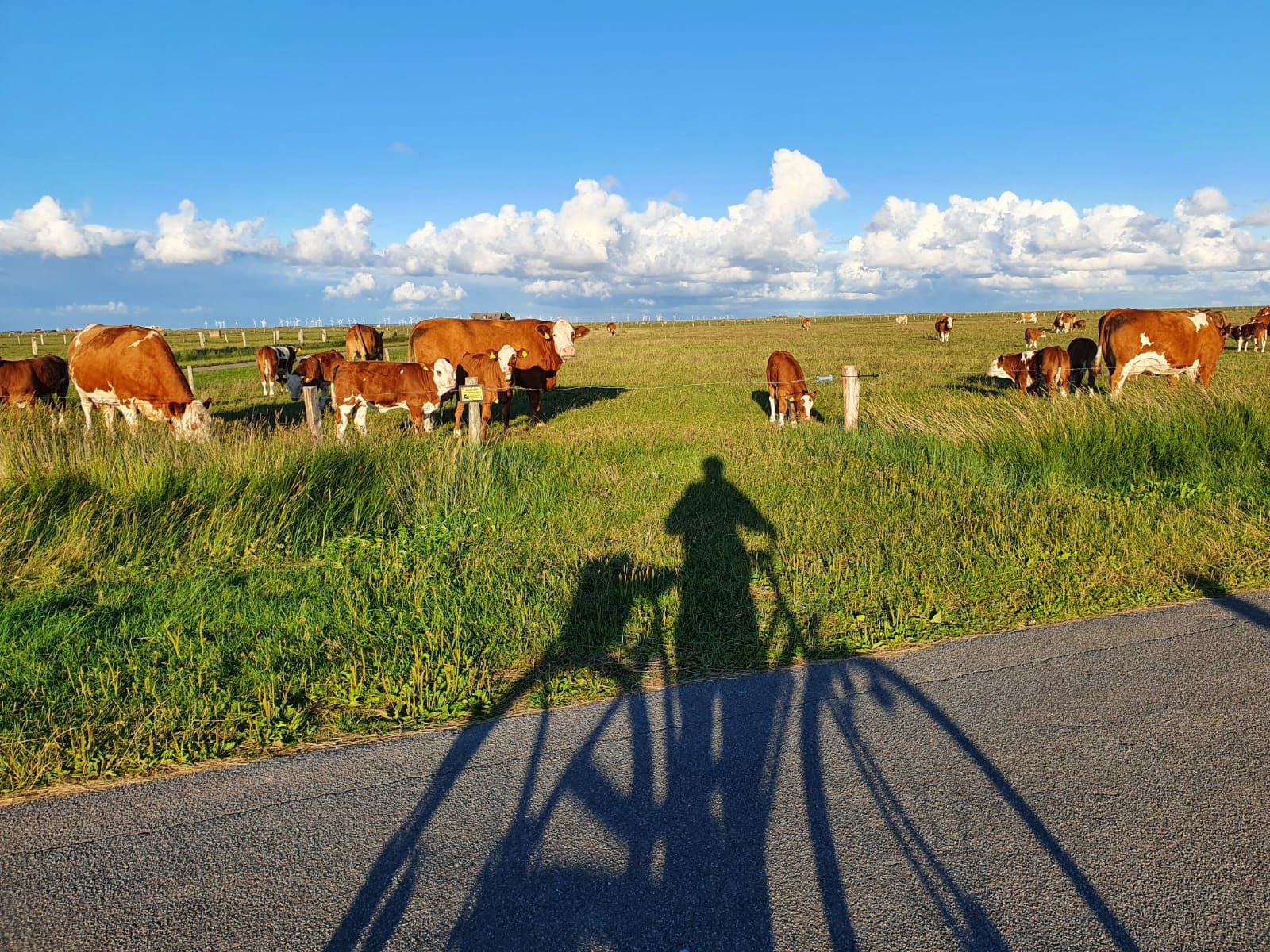Kühe auf der Hallig Langeness